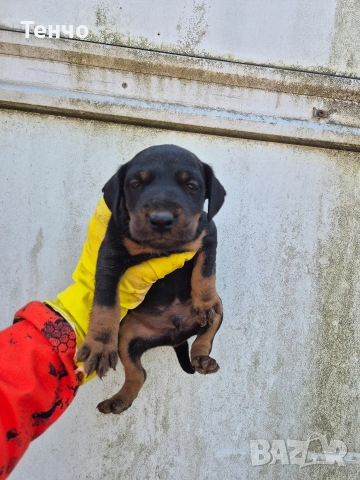 Ягдтериери, снимка 2 - Ягдтериер - 54191109