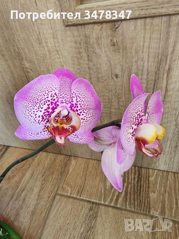 Орхидея Джилиън, снимка 1 - Стайни растения - 46126390