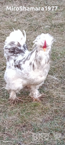 Свободни петли , снимка 3 - Кокошки и пуйки - 53489682