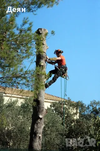 Рязане на опасни дървета / Арборист / Arborist, снимка 1 - Други услуги - 48507596