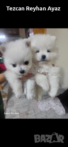 мини померан, снимка 4 - Померан - 51899268