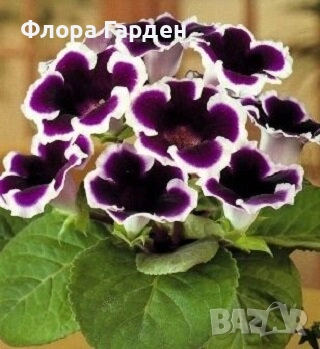 ГЛОКСИНИЯ и ГЛАДИОЛ - Грудки/ПРЕДВАРИТЕЛНИ ПОРЪЧКИ, снимка 7 - Сортови семена и луковици - 49236279