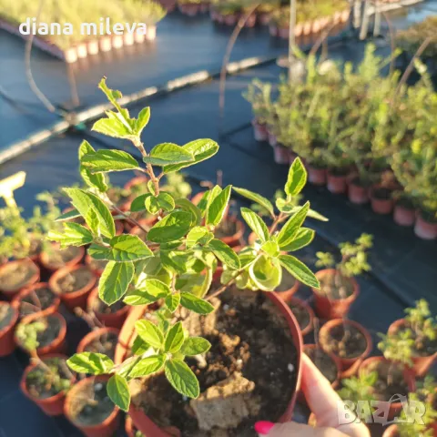 Калифорнийски люляк Хенри Дефозе,  Ceanothus 'Henry Defosee', снимка 15 - Градински цветя и растения - 46888623