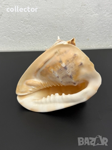 Гигантска морска раковина. №7779, снимка 5 - Други ценни предмети - 52876893