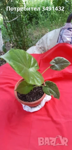 Трилистник 