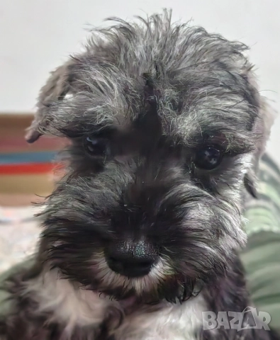 Кученца миниатюрен шнауцер с черен пипер и сол