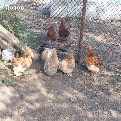 Продавам мини кохин, снимка 11 - други­ - 51324901