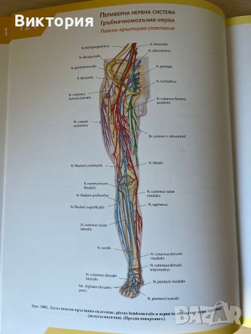 Комплект от 4 тома атласи анатомия на човека - Синелников , снимка 16 - Специализирана литература - 46724365