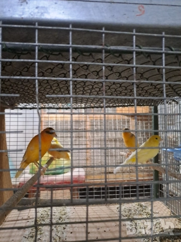 Канарчета Разград, снимка 9 - Канари - 51976505