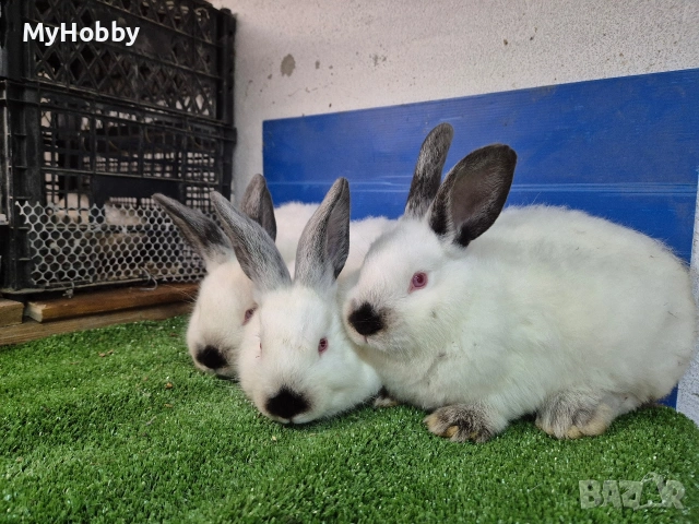 калифорнийски зайчета