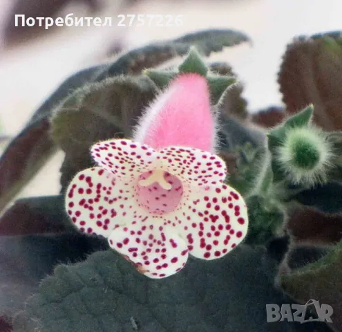  Kohleria HCY S Jardin Monet , снимка 1 - Стайни растения - 47341845