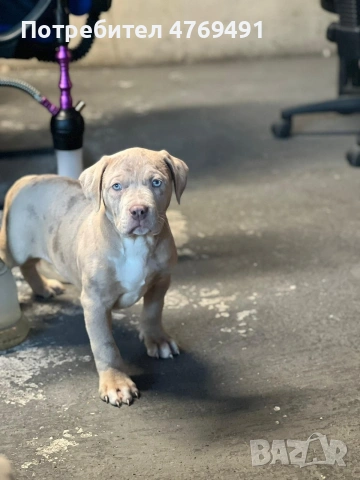 XL American bully's с родословие и сертификати , снимка 15 - Американски стафордширски териер - 53882558