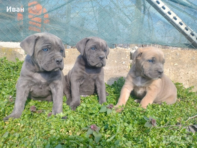 Cane Corso Italiano