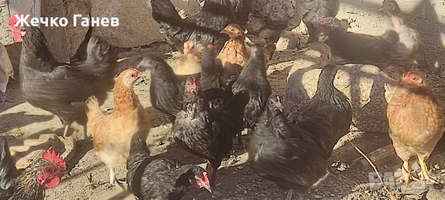 Декоративни кокошки, снимка 4 - други­ - 52264934