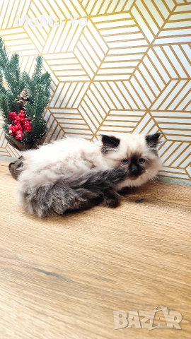 Коте Регдол / Ragdoll , снимка 5 - Други - 51149527