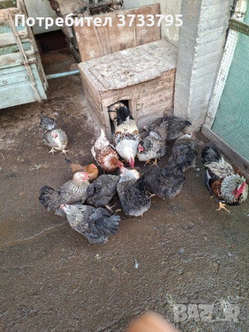 Оплодени яйца от катунски кокошки, снимка 8 - други­ - 53478133