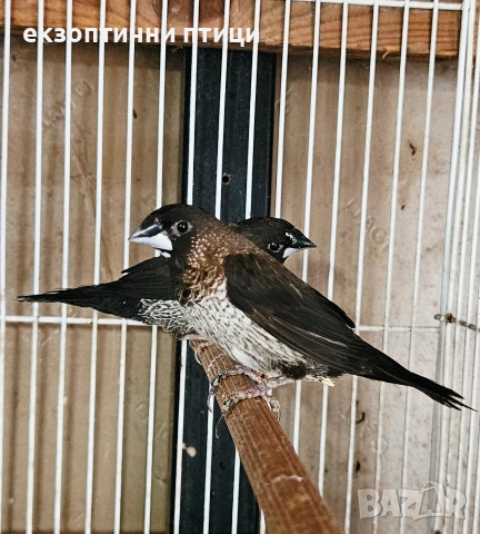 Японски Амадини! , снимка 3 - Амадини - 53611225