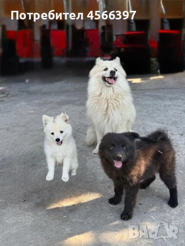 Търсят дом две прекрасни кучета Немски шпиц!, снимка 1