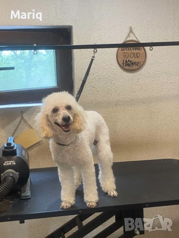 Мъжки среден пудел