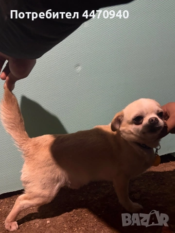 Мъшко Чихуахуа за РАСПЛОД., снимка 2 - Търси партньор - 53216214