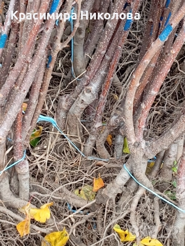 Продавам овощен посадъчен материал, снимка 6 - Разсади - 52362615