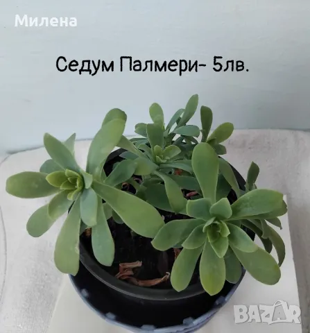 Седум Палмери, снимка 6 - Градински цветя и растения - 49446517