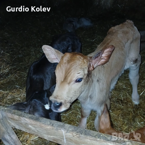Телета , снимка 9 - Крави - 54015785