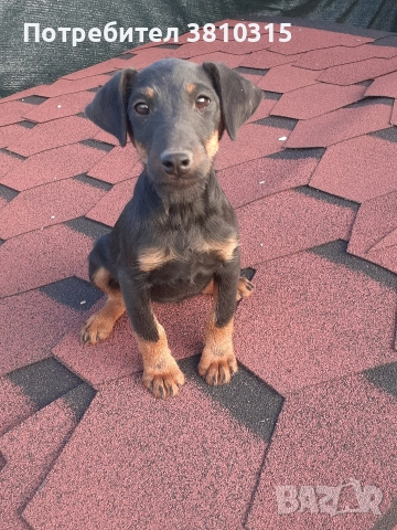 продавам ягдтериер