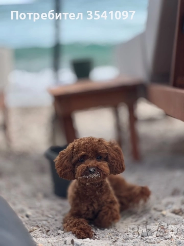 Пудел разплод ! , снимка 4 - Пудели - 51861310