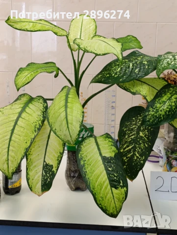  Дифенбахия !!! РАЗПРОДАЖБА (-40%)!!!, снимка 16 - Стайни растения - 46264327