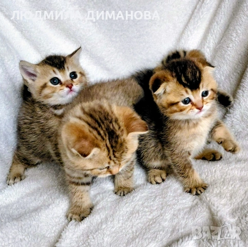 Шотландски мъжки женски 