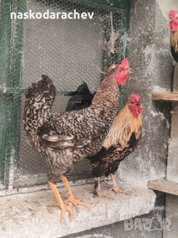 Продавам петли за клане за Петльовден или за разплод, снимка 5 - Кокошки и пуйки - 53021356