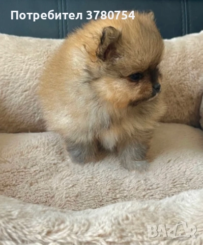 Померан мини/померан, снимка 6 - Померан - 41497748