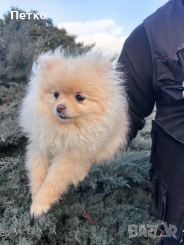 Мини померан, снимка 2 - Померан - 52920887
