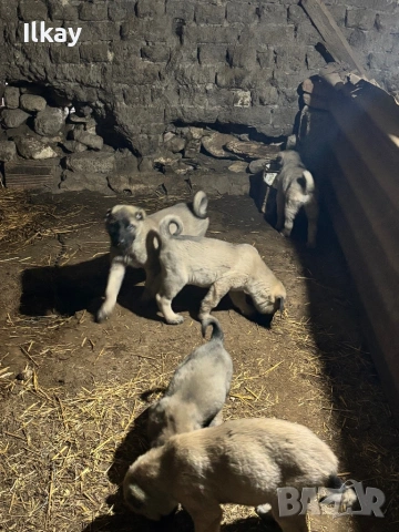 Елитни Кангалчета, снимка 4 - Кангал - 53045413