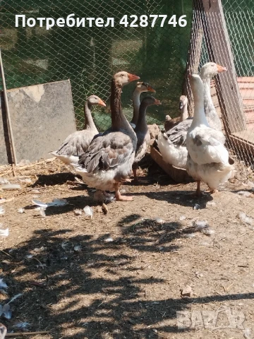 Продавам гъски, снимка 1