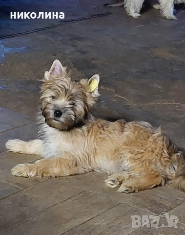 продавам йоркширски териер , снимка 5 - Йоркширски териер - 53470992