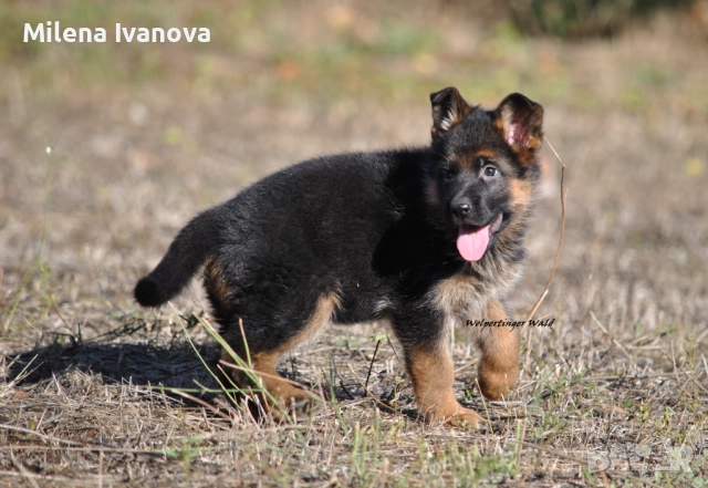 Отлично мъжко куче за разплод , снимка 6 - Немска овчарка - 51534737