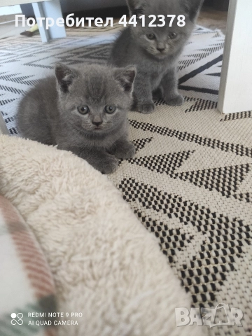 британски сини късокосмести котета , снимка 3 - Британска късокосместа - 52928097