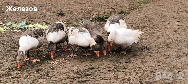 Гъски За БАРТЕР , снимка 2 - Патици и гъски - 52406234