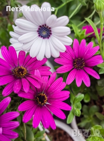Остеоспермум (Osteospermum) 