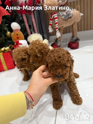 Момченце и момиченца той пудел, снимка 7 - Пудели - 52660405