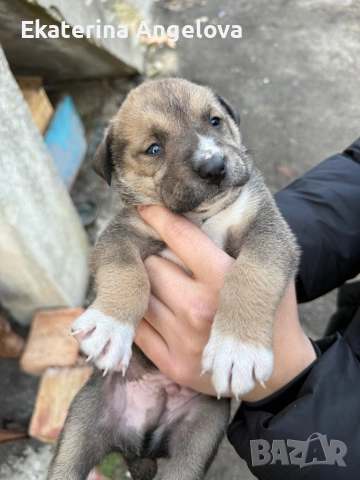 Малки кученца