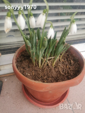 ЛОТ ОТ КОКИЧЕТА-ГРЪМ В САКСИЯ И ЛУКОВИЦИ 0702261803, снимка 9 - Градински цветя и растения - 53394722
