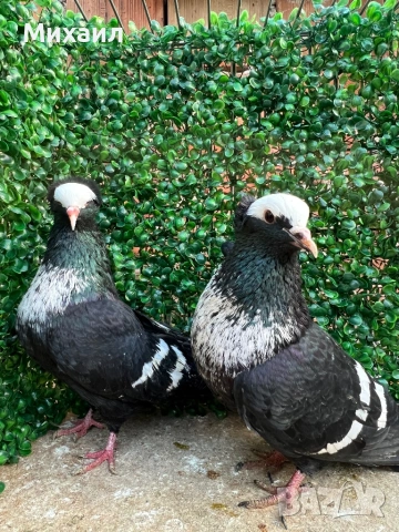 Саксонски Леден, Звезни, Стандарт пощи, снимка 4 - Гълъби - 53406636