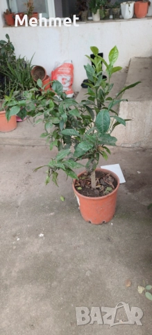 портокал шоколад навел