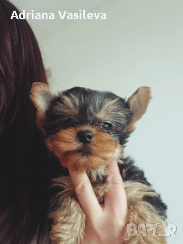 Йоркширски териер , снимка 2 - Йоркширски териер - 53250176