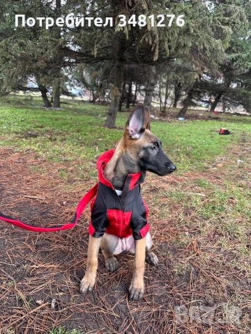 Белгийска Овчарка-Малиноа , снимка 6 - Белгийска овчарка - 53631744