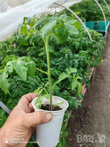 Разсад домати Ръгби, Калина, Наслада, Паулина, Меделина и др. 