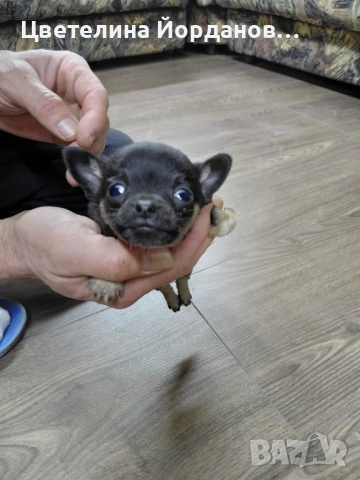 Мини пинчер, снимка 3 - Пинчер - 53649578